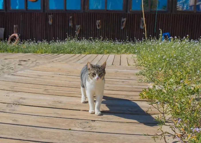 Apartment A 50 M De La Playa