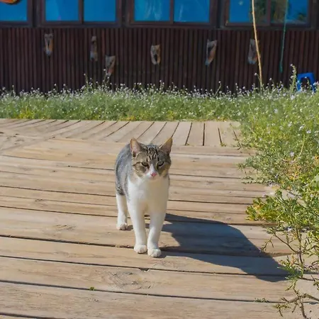 Appartement A 50 M De La Playa